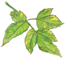 heyer gartenbau biel benken co72